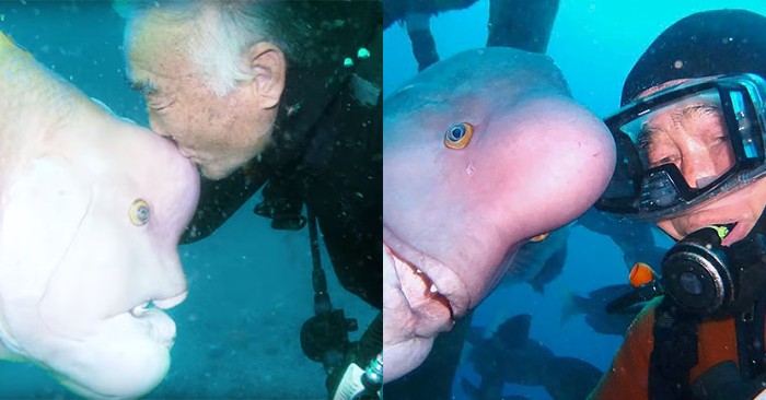  Great scene: for almost 25 years, the Japanese diver has been visiting his sweet girlfriend-fish