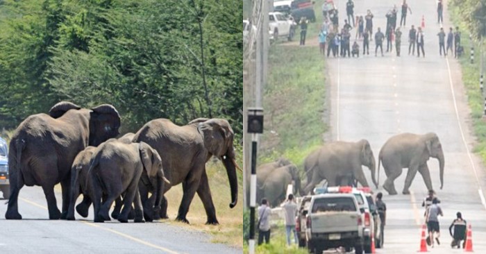  This fiction: an incredible case was in Thailand when a herd of 50 elephants crosses the road