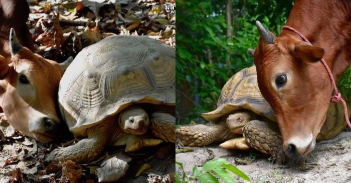  This is this friendship: the saved cow and the African turtle became brother and sister for each other