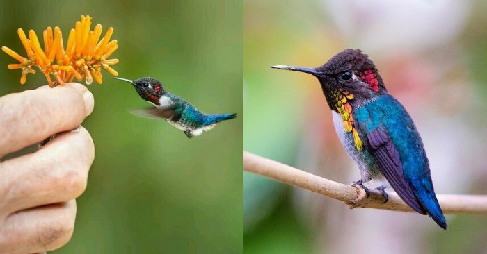  One of the miracles of nature: a beautiful cute bee hummingbird is the smallest bird in the world