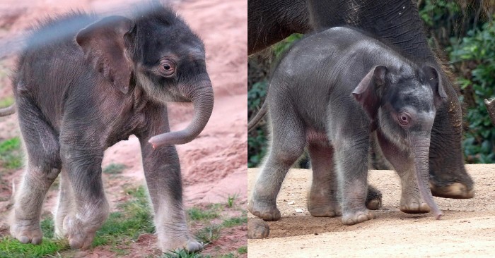  What cute creatures: these are charming twin elephants who were born in the Syracuse Zoo