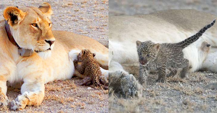  Beautiful story: a caring mother began to take care of the baby of the leopard and raised him