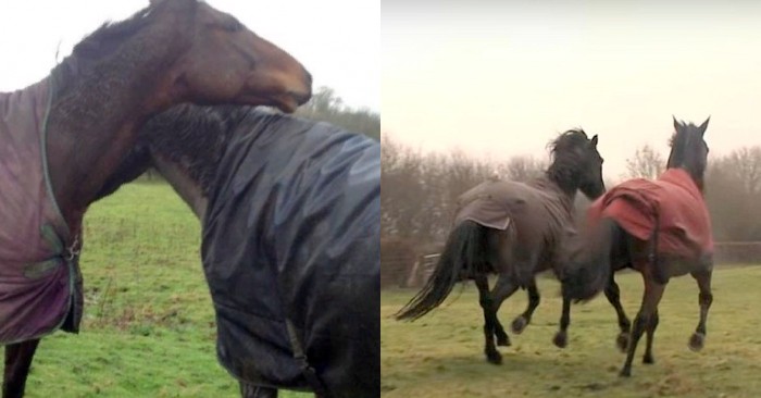 Beautiful story: a sweet horse was delighted when she saw her best friend again after 4