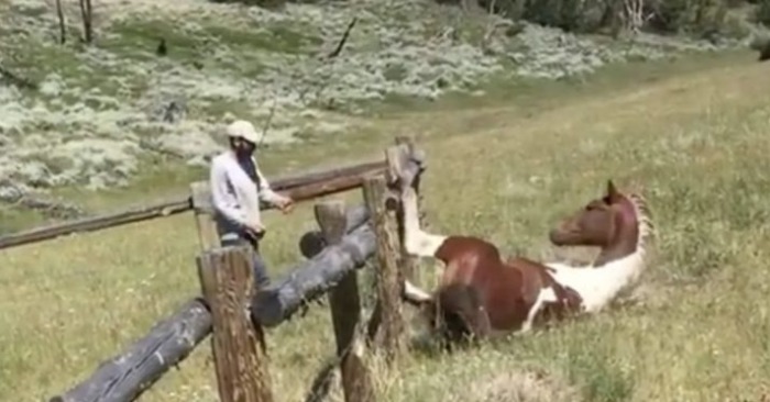  A wonderful act of a good guy who does everything to save a wild horse stuck in the fence