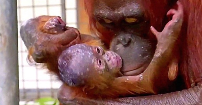  Touching story: everyone cried when they saw the reunion of the mother of the orangutan with her baby