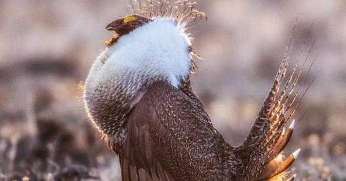  A bird with a unique body: it is a big sage of the grouse looks amazing like a star