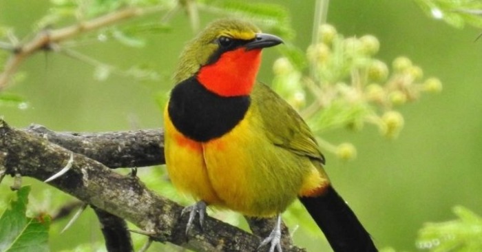  Orange with green and black: here is one of the most strikingly beautiful forest birds in the world