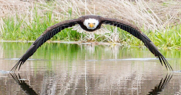  A real miracle of nature: a beautiful and ideal photo of a white -headed eagle with his reflection in the water