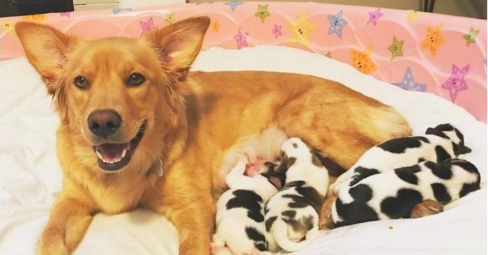  Dog gives birth to «cow babies»: the workers found one abandoned golden retriever who gave birth to pups