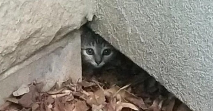  The kitten hid in a hole while a kind person came to the rescue and saved this sweet kitten
