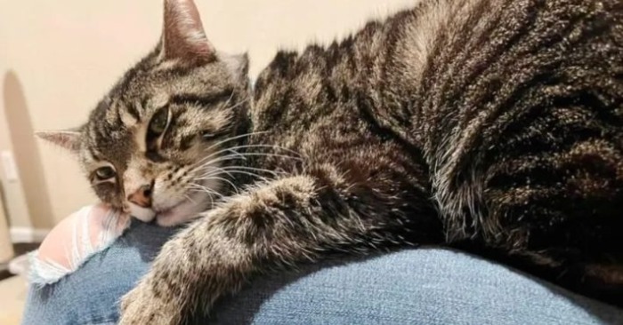  The cat jumps on warm knees and waited almost a year until kind people took her home