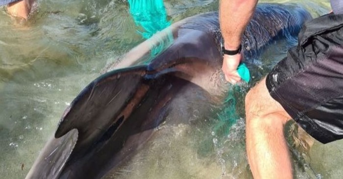  Caring tourists rescued a stranded dolphin and returned it to the sea with the help of towels