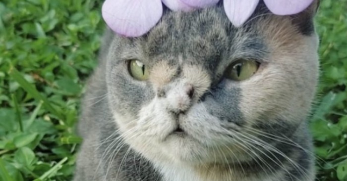  A wonderful story: this unique and special lonely cat has a family that considers her ideal