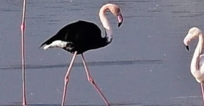  Very rare black flamingo was seen in Cyprus and made everyone believe in fairy tales