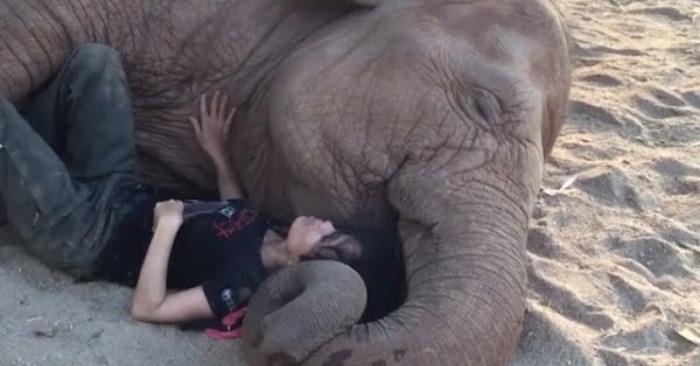  This is a great act: a caring teacher hugged a saved elephant so that he felt safe