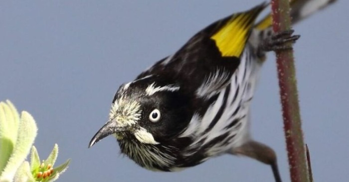  A unique bird with a beautiful black spotted vest and bright shades of yellow during the flight
