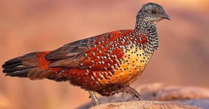  A colored bird with spots, covered from the head to the tail with sparkles from emerald green to reddish-brown