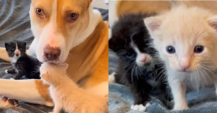 A wonderful act of caring dog: a kind dog looked after two kittens and they are very happy