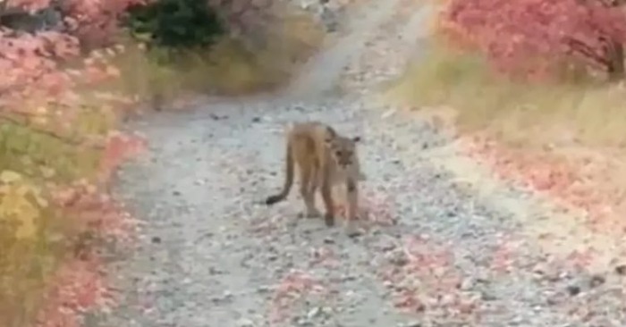  His heart almost stopped when he met the beast: the tourist met an irritated cougar faces to face