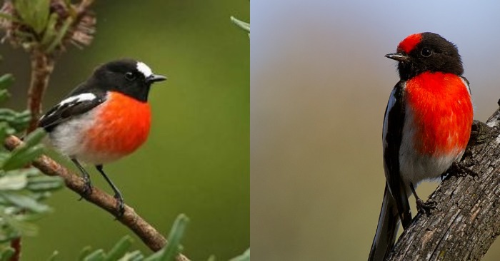  Cute bird with a bright scarlet cap and a white belly: that’s why its bright red chest pop even more