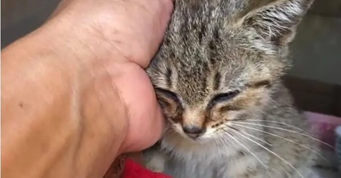  A kind woman saved a lonely kitten sitting on the sidewalk when others just passed her