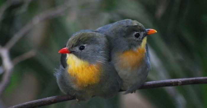  Bright yellow-orange throat and the same bright wings create an amazing member of birds