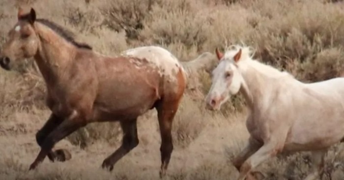  This is how touchingly a wild horse reunited with its soulmate after long years of separation