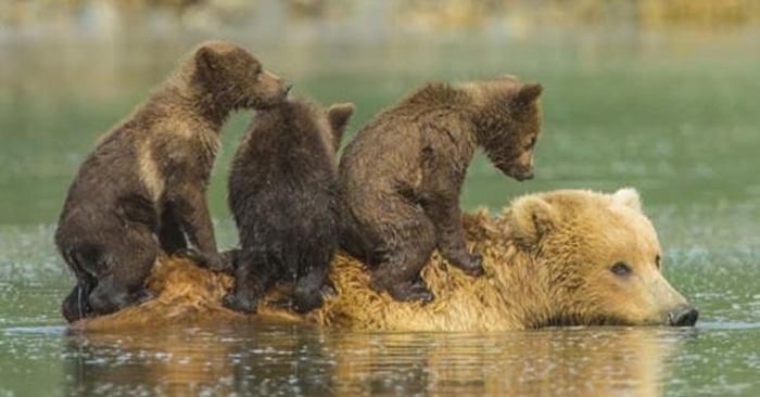  Cute scene: this beautiful brown bear, protects its three cute newborn babies
