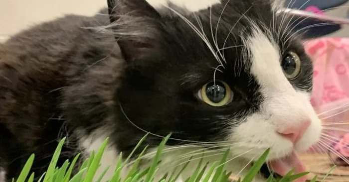  A friendly cat dances and endlessly meow in the shelter and wants everyone to notice it