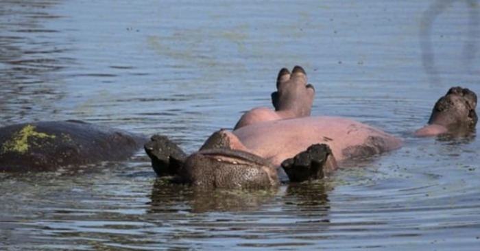 It is interesting to look at the hippo floating on the back: the hippo was relaxing in the Kruger National Park