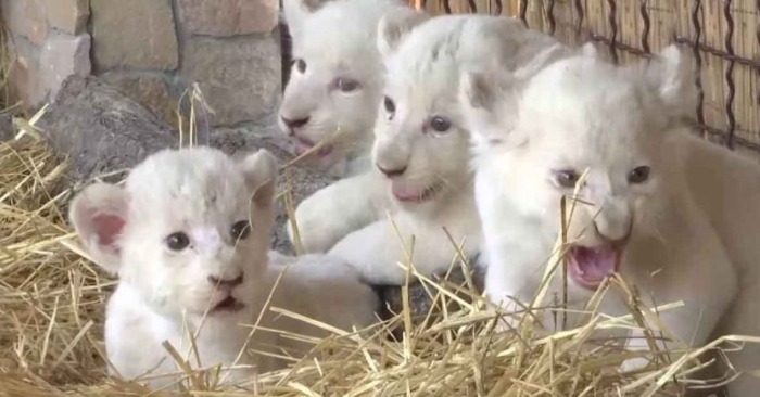  Lovely creatures: here are five cute newborn white lions, which can rarely be seen