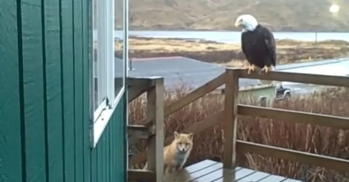  The picture shows how a white-headed eagle with a wild fox and cats hang on the porch in Alaska