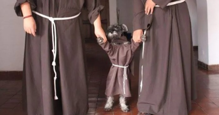  The dog also can be in the monastery: a charming puppy lives there and really enjoys the life as a friar