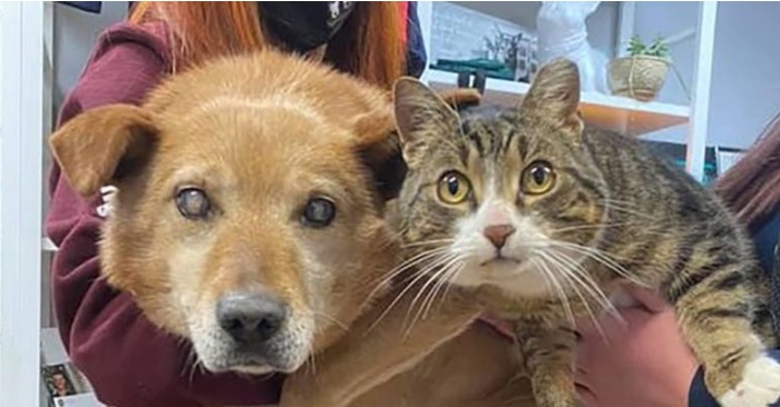  Beautiful act: this cute cat became the «eyes» of a blind dog that already lives with them