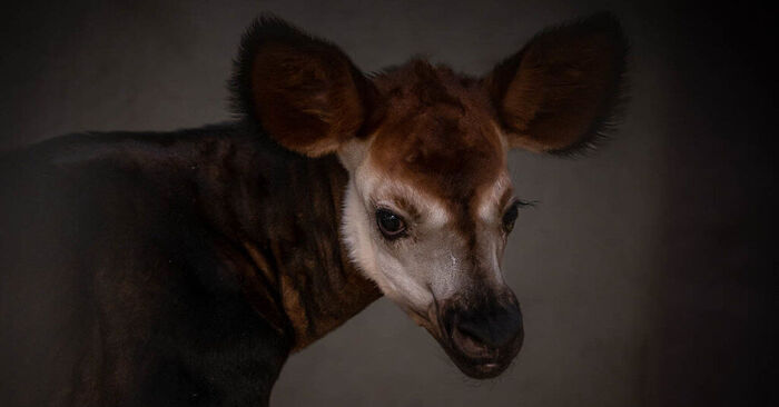  If this is interesting: here was a rare okapi in the zoo of Oklahoma-City who was very happy