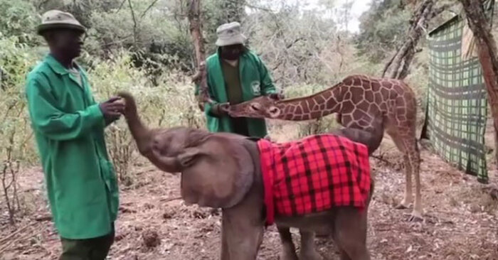  Incredible friendship: charming attachment between a lonely giraffe and elephant