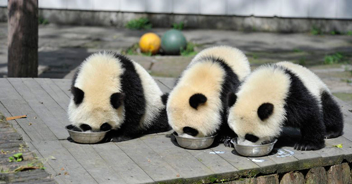  What a sweet place: a kindergarten with beautiful pandas in China, the most attractive place on the planet