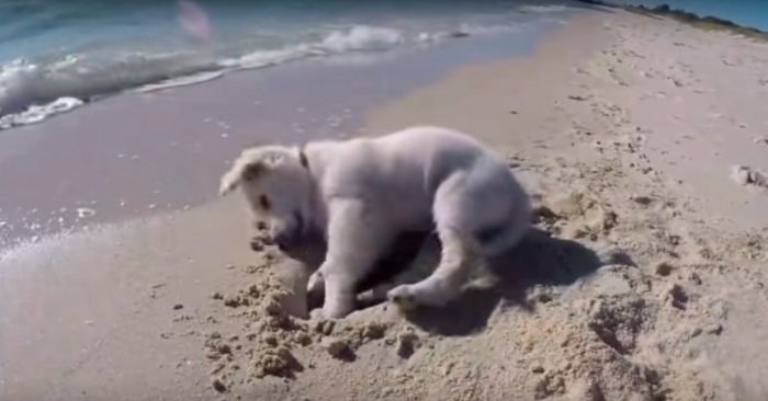  Funny puppy does everything possible to protect his sand castles from sea waves