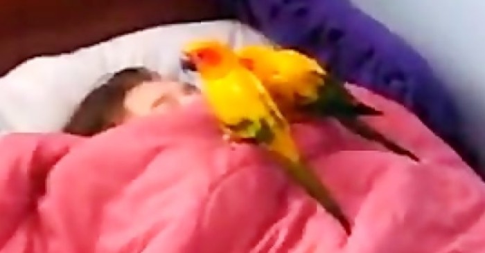  Two funny parrots began to wake their mistress and did not want to leave her bed