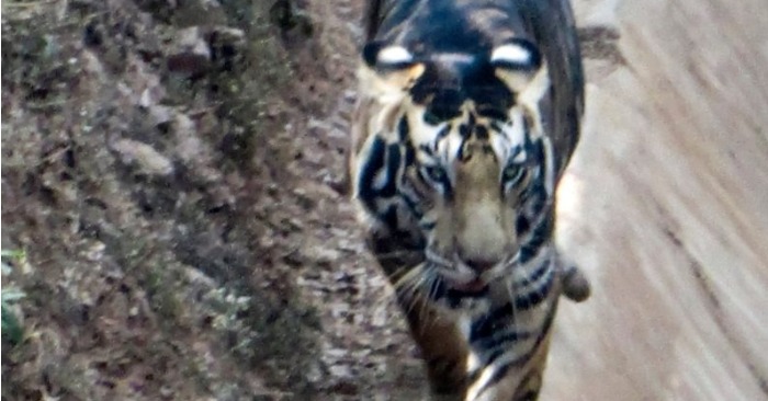  A unique melanistic tiger with rare black stripes was seen in the jungle of India