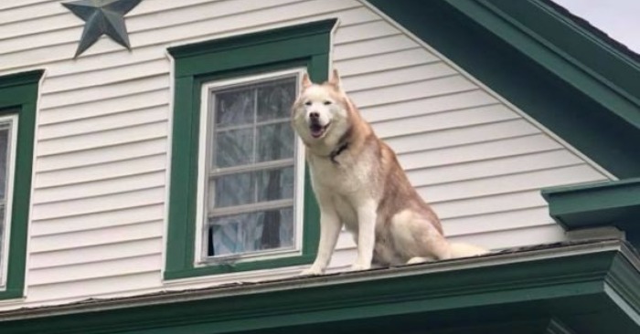  A kind grateful husky, stuck on the roof of the house, began to kiss the fireman who was rescuing him