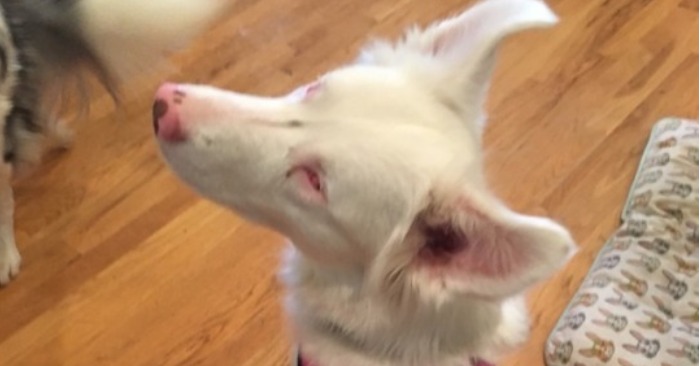  The man was worried that his deaf and blind dog would not recognize him after a year, but she surprised him