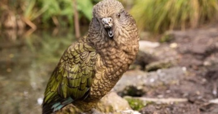  A cute parrot with the absence of the upper part of the beak learned to use the means of caring for himself