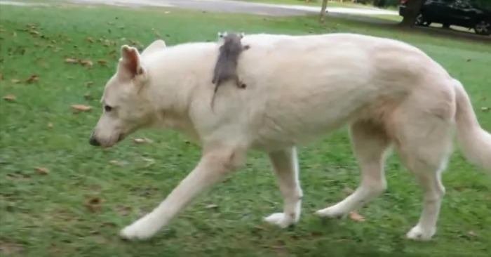  Caring dog adopted a lone opossum three years ago and still carries her on back