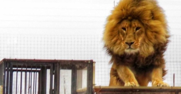  «Real zoo on the contrary»: lions look at people in cells from a very close distance