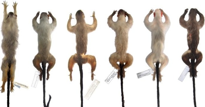  New species of monkeys were found in Brazil, which, unfortunately, are at risk of disappearance