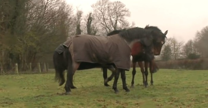  Only after 4 years the horse was reunited with his friends and even the owner was surprised by their reaction