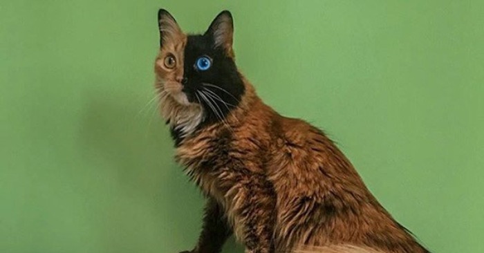  The cute and wonderful two-faced cat conquered millions of hearts with her unique beauty