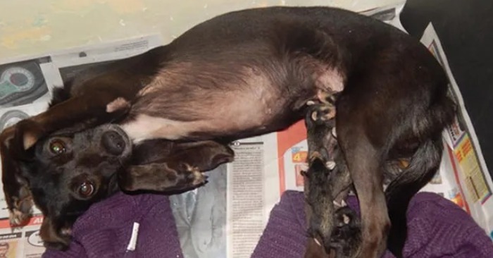  The caring dog adopts newborn opossums and carries them everywhere on her back