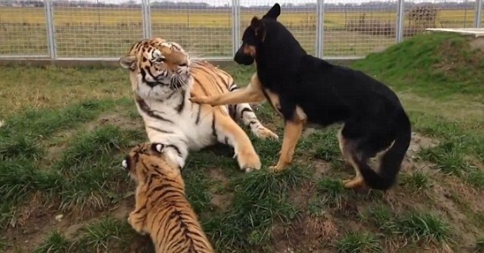  The wonderful friendship between a cute dog and a tiger is more beautiful than incredible